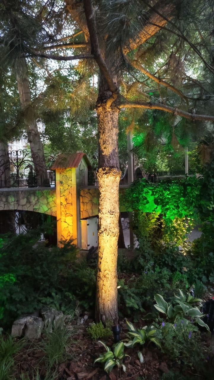 Tree trunk uplighting